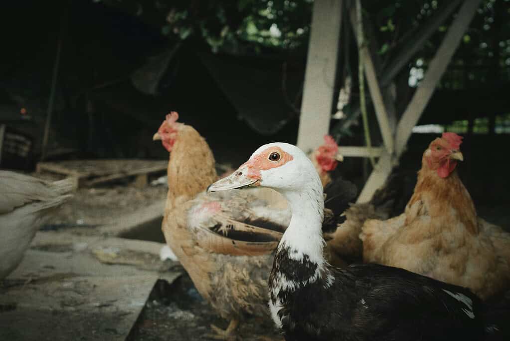 Black and white duck standing with chickens in a dim farmyard.
