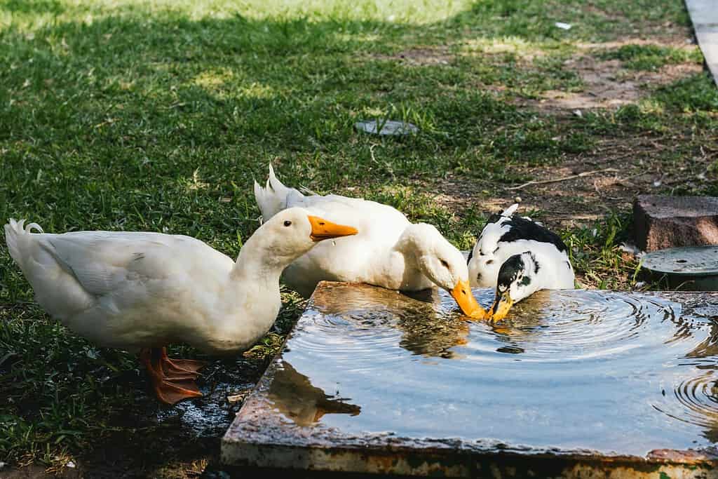 Three ducks drinking water outdoors on a grassy patch.
