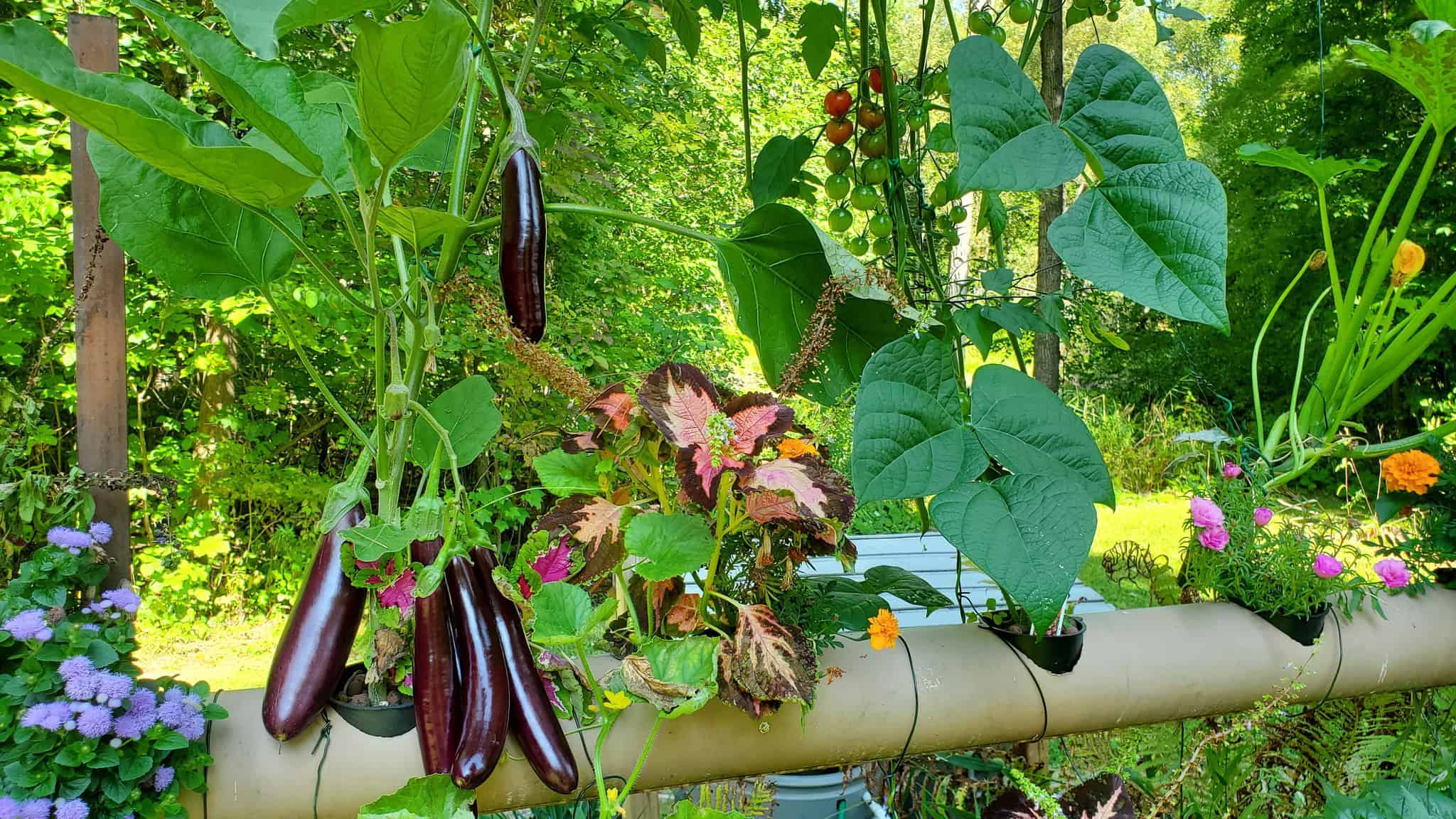 Eggplants, tomatoes, beans, and flowers growing in a lush raised garden bed outdoors.