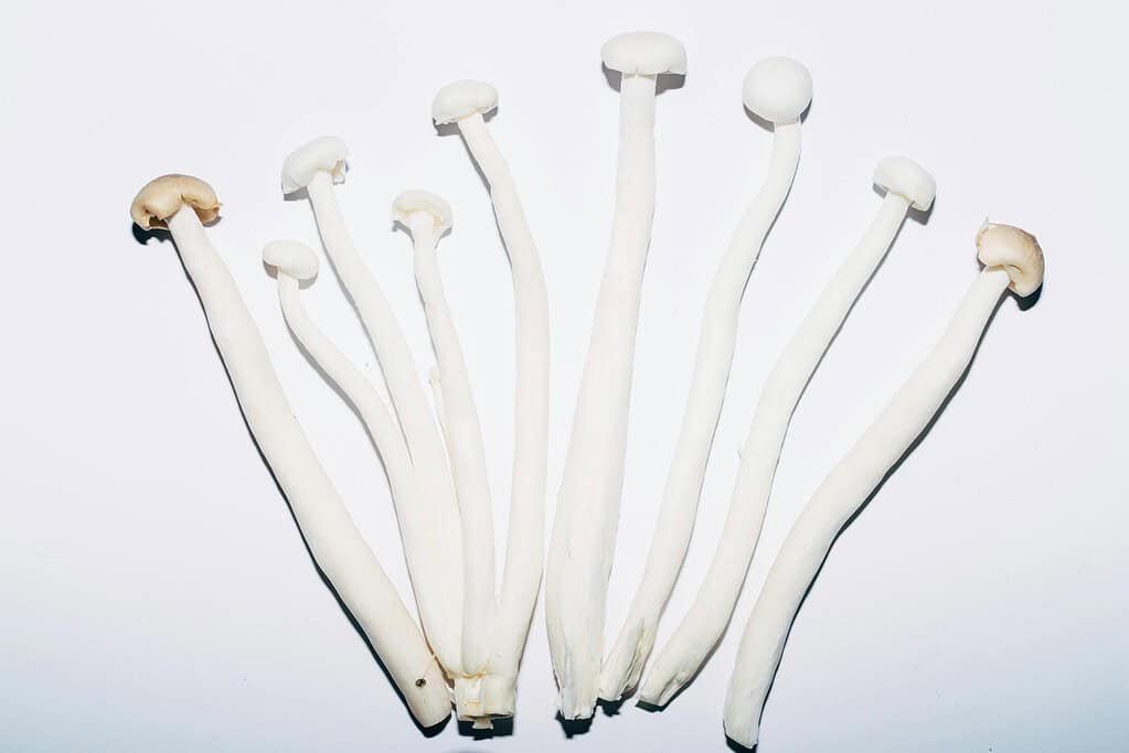 Long white enoki mushrooms with small caps arranged on a plain background.
