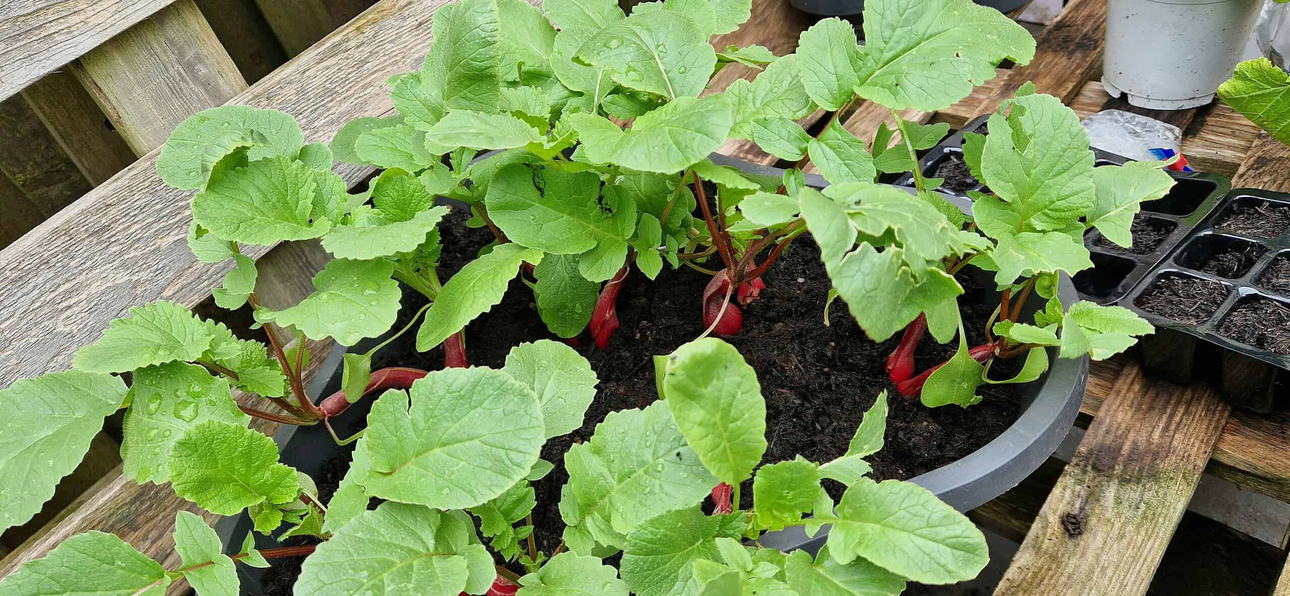 Radishes growing in a container garden with leafy green tops.