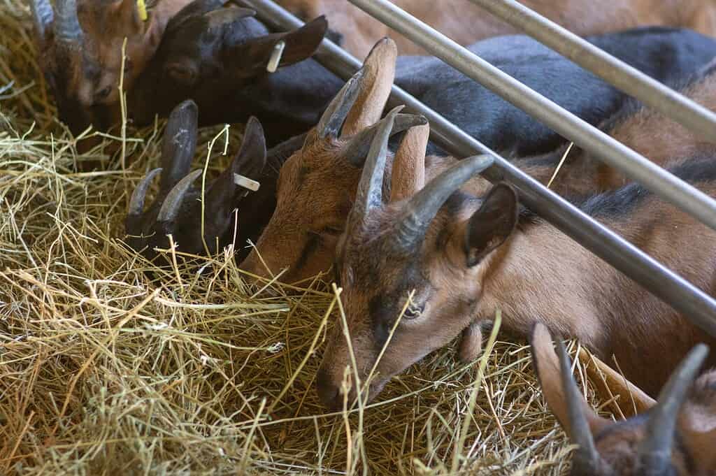 Goats eating hay inside a barn pen.