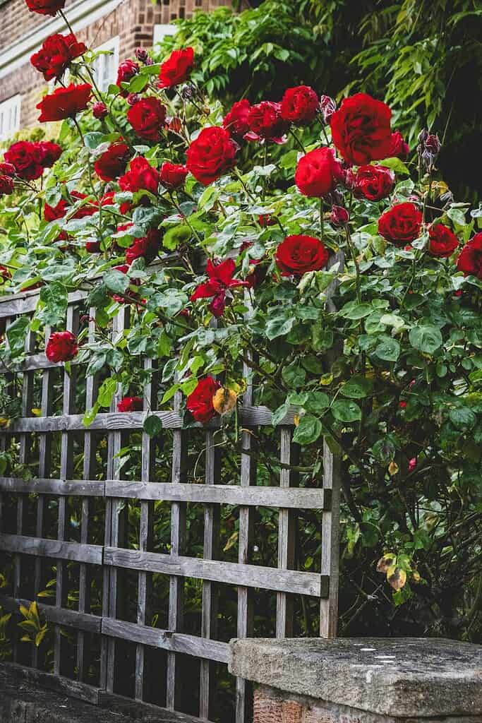 Red climbing roses blooming across a wooden lattice rose trellis beside a garden wall.
