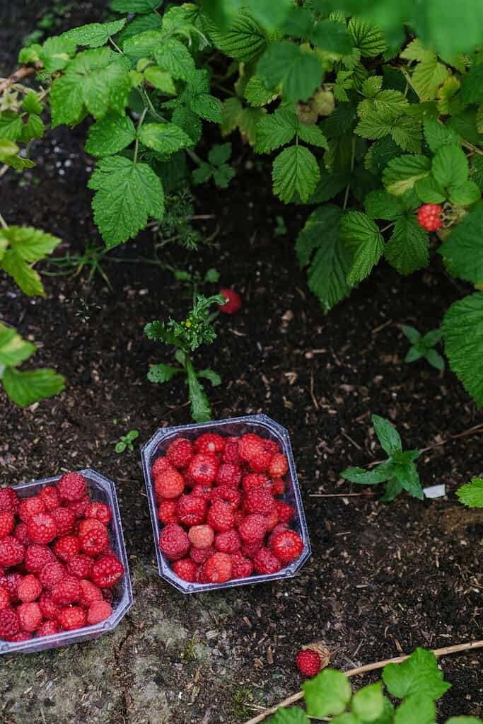 Two containers filled with freshly picked raspberries resting on soil beneath leafy raspberry bushes with ripe berries still growing.
