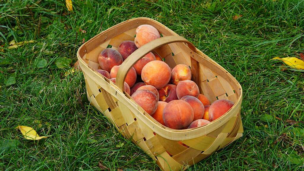 Basket of freshly picked peaches on green grass.
