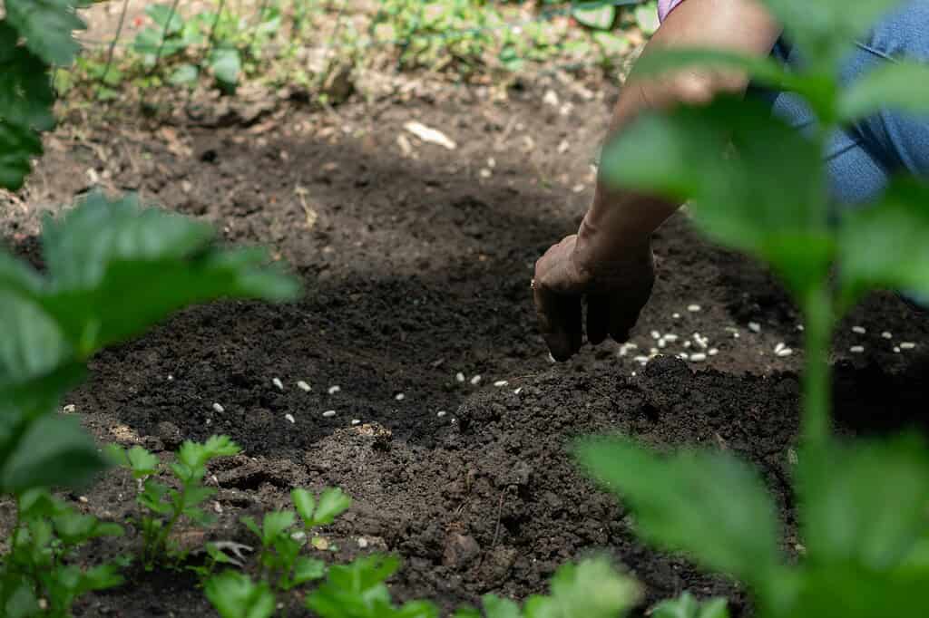 Person planting seeds by hand in freshly turned garden soil.