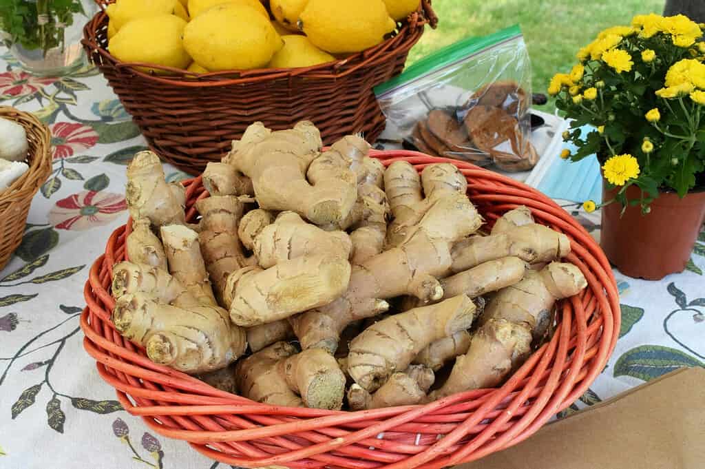 Basket of fresh ginger roots on a table with lemons and flowers nearby.