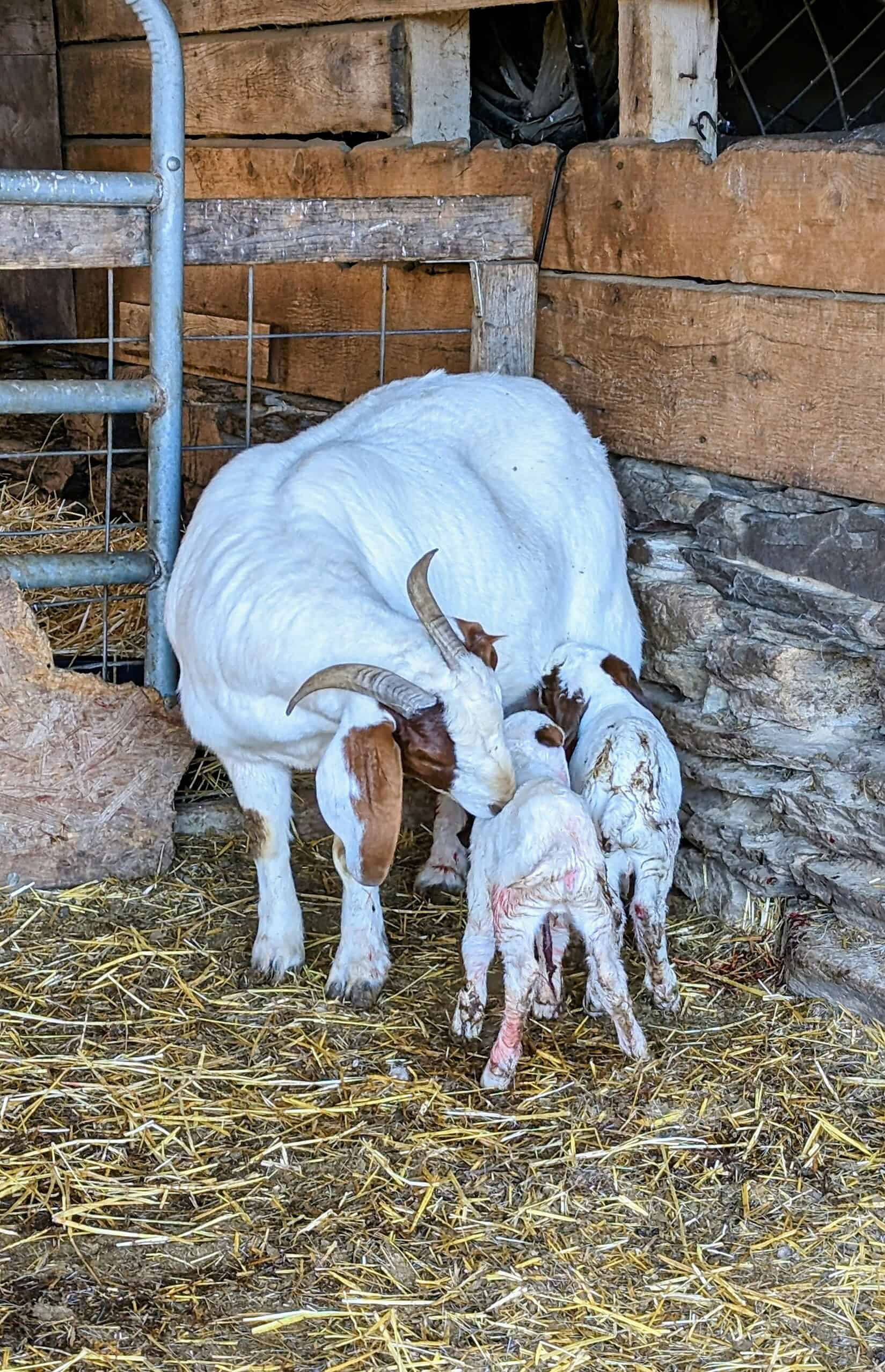 Mother goat with two newborn kids in a barn.