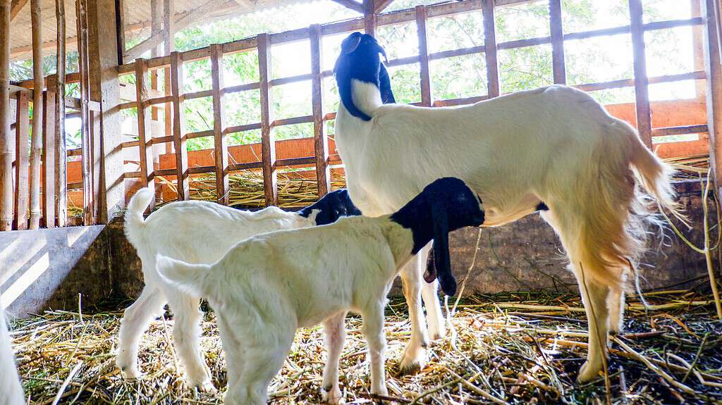 Boer dairy goat with kids inside a sunlit wooden barn.
