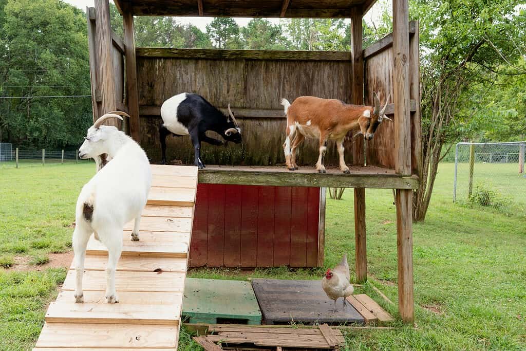 Three goats standing on a wooden play structure with a chicken below.
