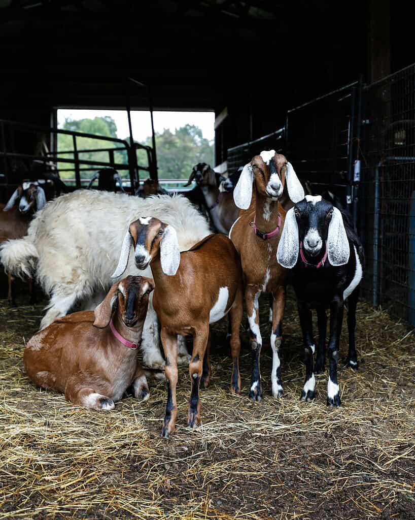 Group of goats standing together inside a barn.
