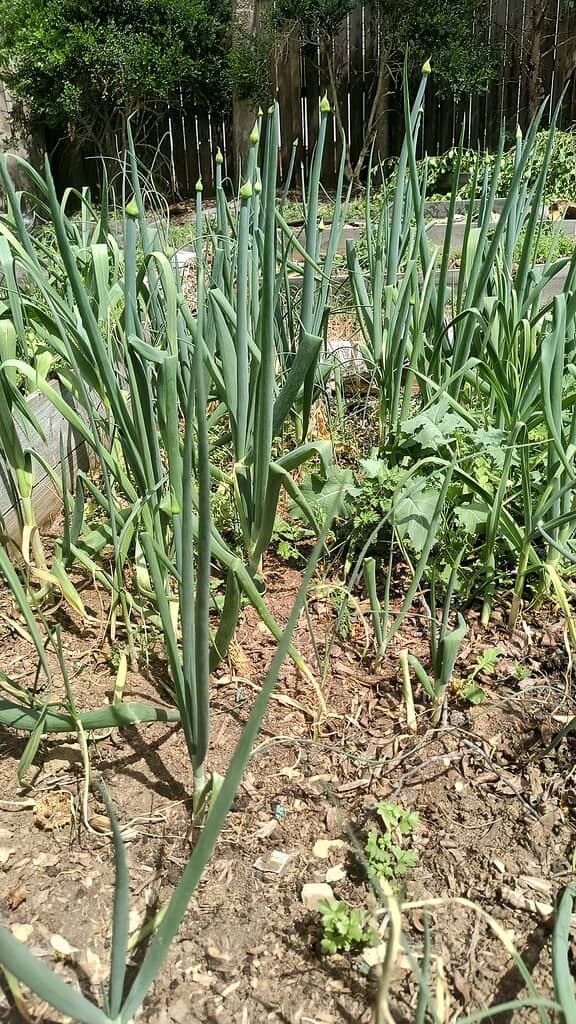Tall green onions growing in a sunny backyard garden bed with flower stalks forming.