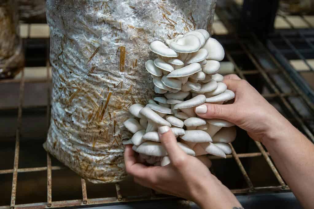 Harvesting oyster mushrooms from a grow bag in an indoor cultivation setup.
