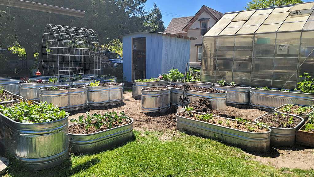 Half acre backyard garden with raised metal beds and greenhouse in sunny yard.