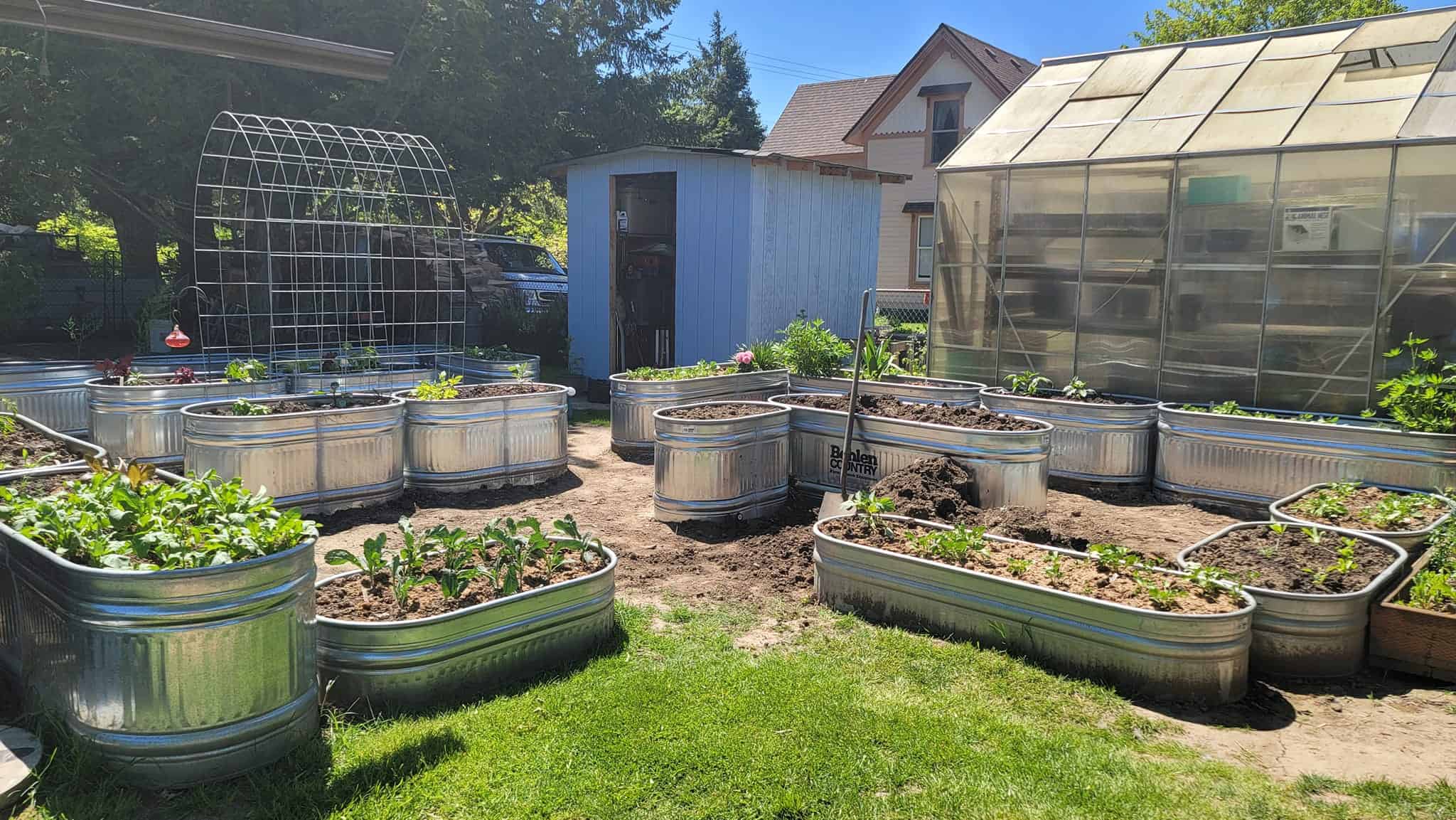 Half acre backyard garden with raised metal beds and greenhouse in sunny yard.