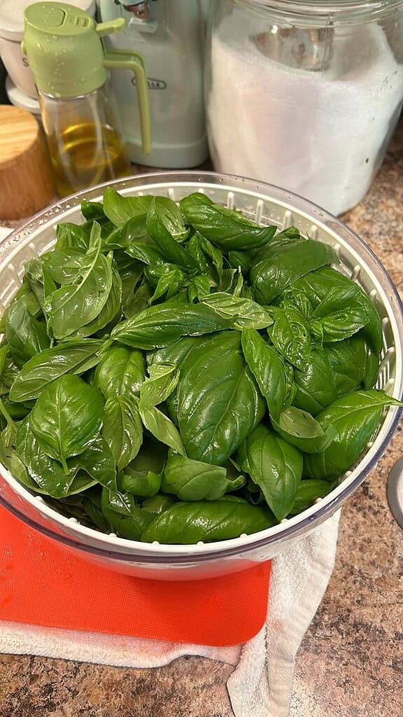 Freshly harvested sweet basil leaves drying in kitchen salad spinner