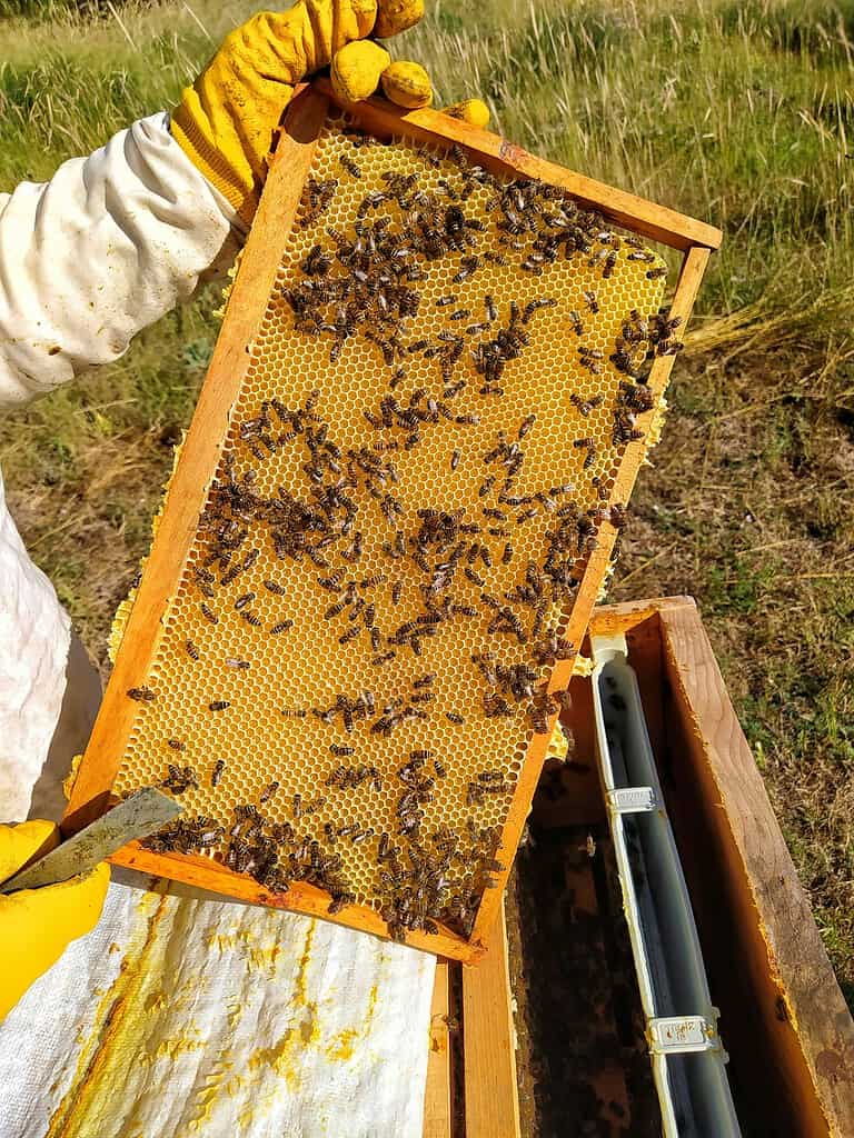 Beekeeper holding a honeycomb frame covered with bees during a hive inspection in a grassy field.