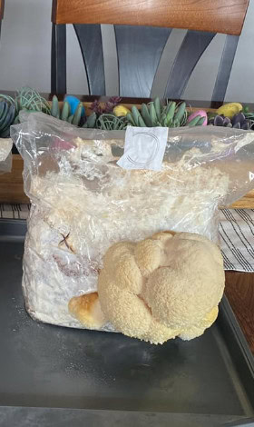 Lion’s mane mushroom growing from a plastic grow bag on a tray indoors.
