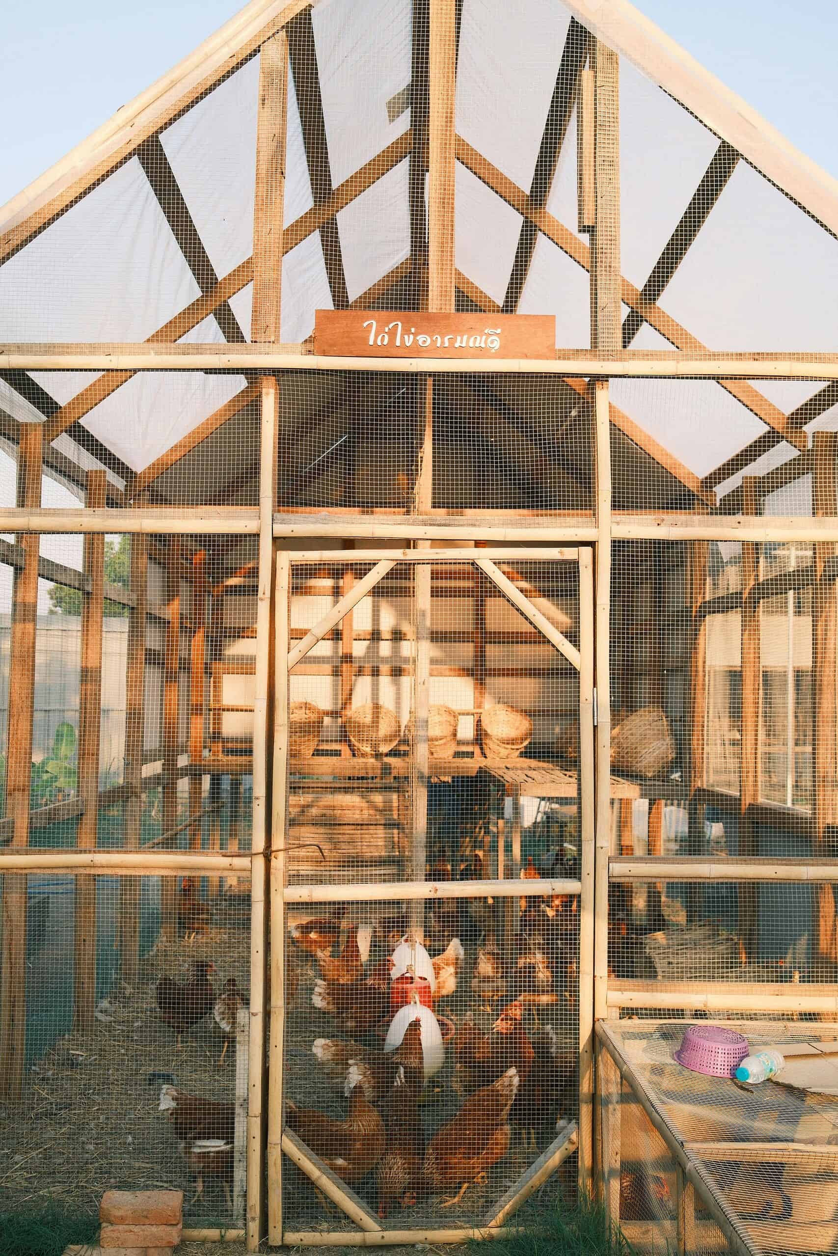 A wooden chicken coop with mesh walls, filled with several chickens inside.
