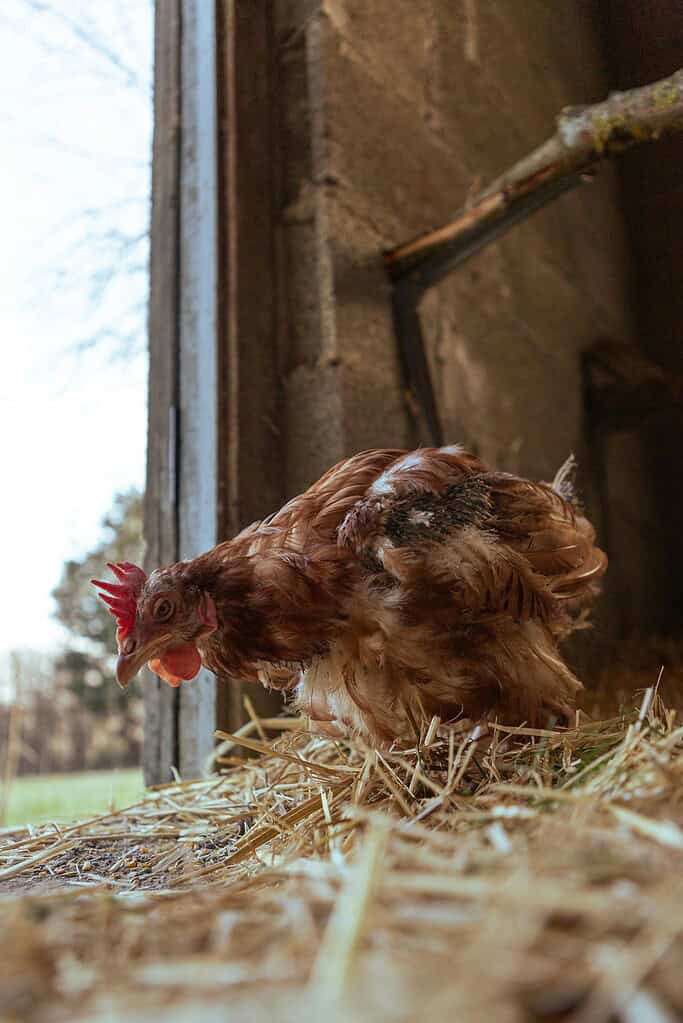 A brown chicken standing on straw near the entrance of a barn.