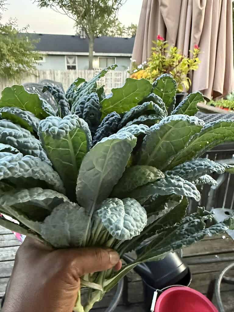 Hand holding a bundle of freshly harvested kale leaves on an outdoor patio.