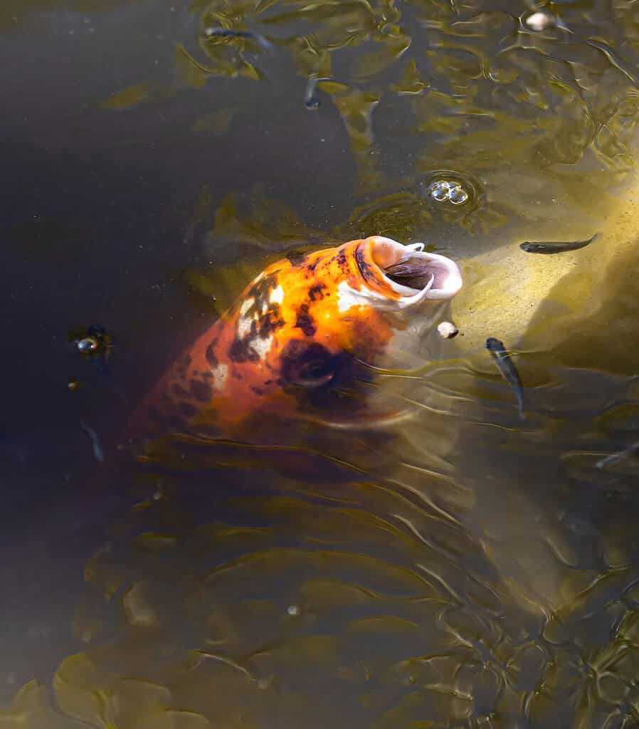 Koi fish surfacing in pond water with mouth open.
