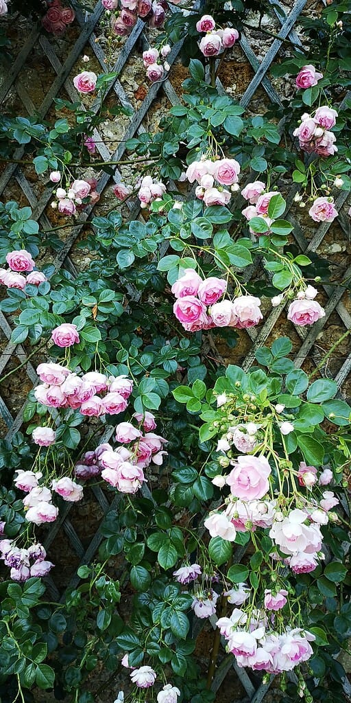Pink rose trellis with cascading blooms on a lattice garden wall.