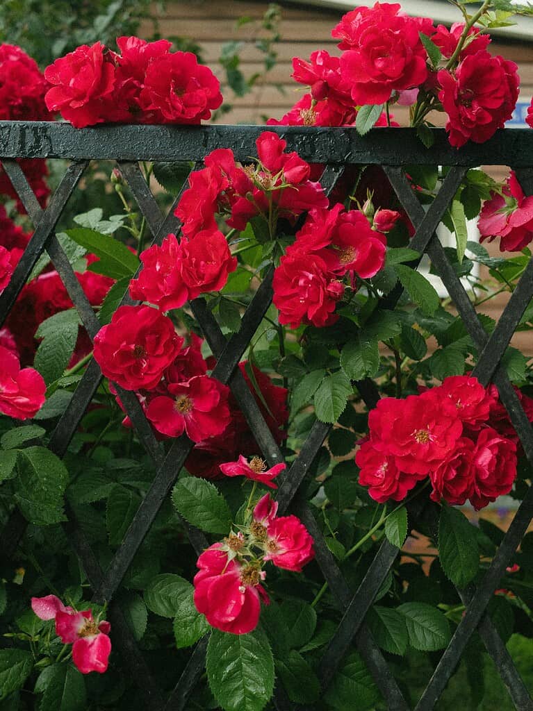 Lush red roses blooming vibrantly on a decorative garden trellis.