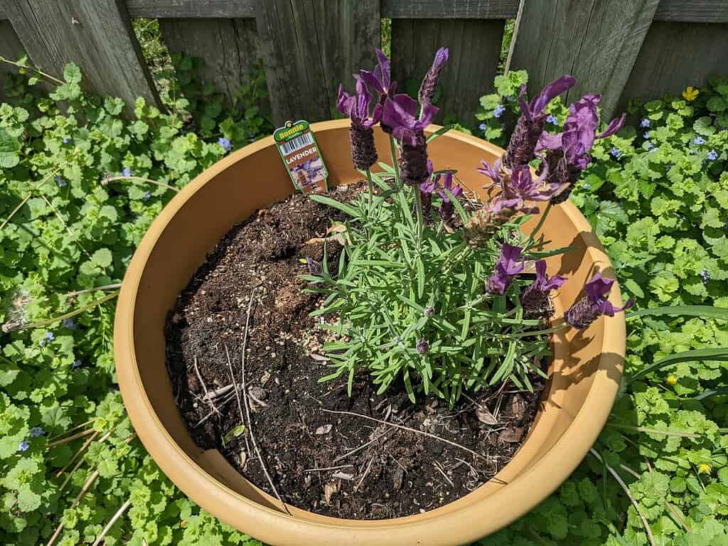 Purple lavender plant growing in a large outdoor pot.
