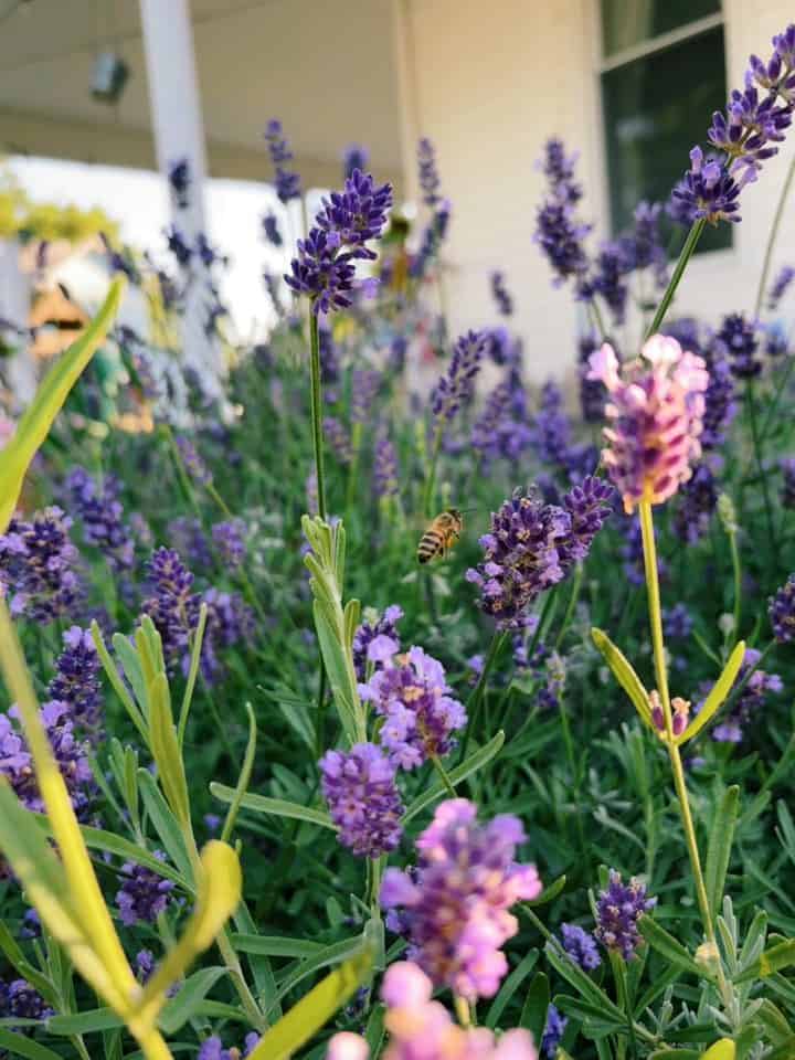 Bee hovering among purple lavender flowers in a garden near a house porch.
