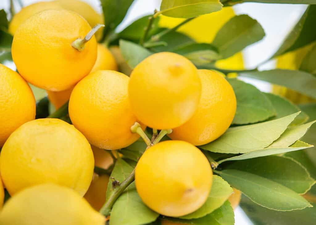 Lemons clustered on a branch with green leaves.