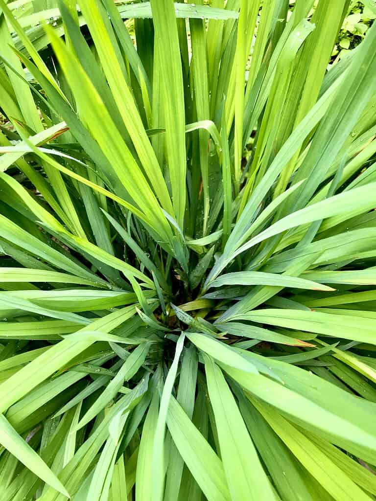 Close-up of long green leaves growing densely in a garden.