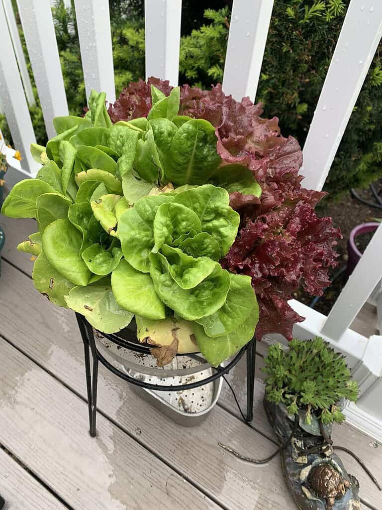 Container lettuce garden with green and red leaf varieties growing on a rainy deck.