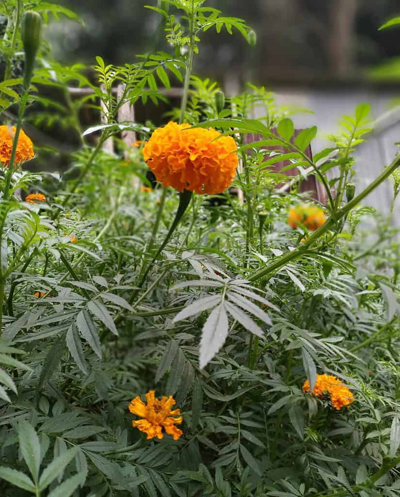Bright orange marigold flowers blooming among green foliage in a garden.
