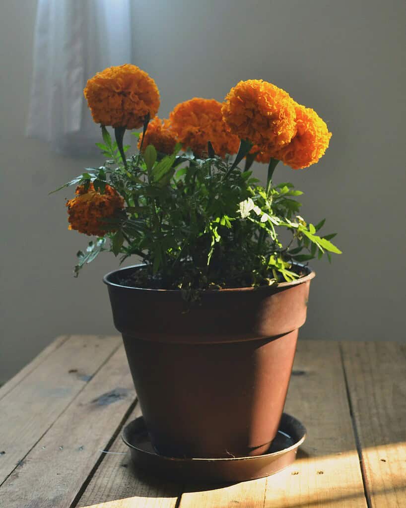 Orange marigold flowers in a pot on a sunlit wooden table.
