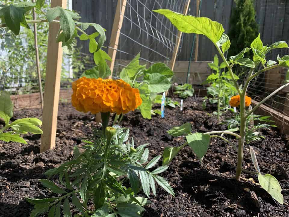 Orange marigold flowers growing beside young vegetable plants in a sunny backyard garden bed.
