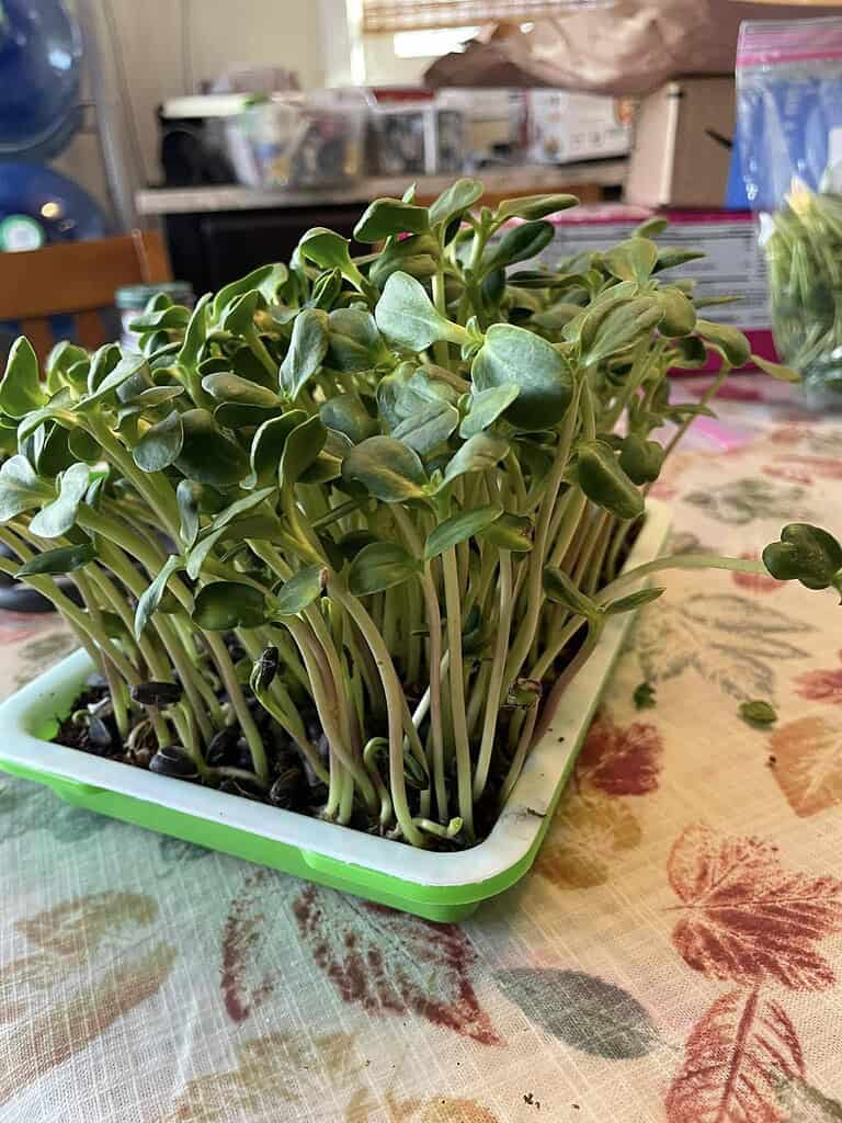 Sunflower microgreens growing densely in a small tray on a table indoors.