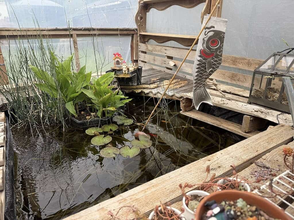Mini pond inside a greenhouse with aquatic plants, lily pads, and a decorative fish windsock nearby.
