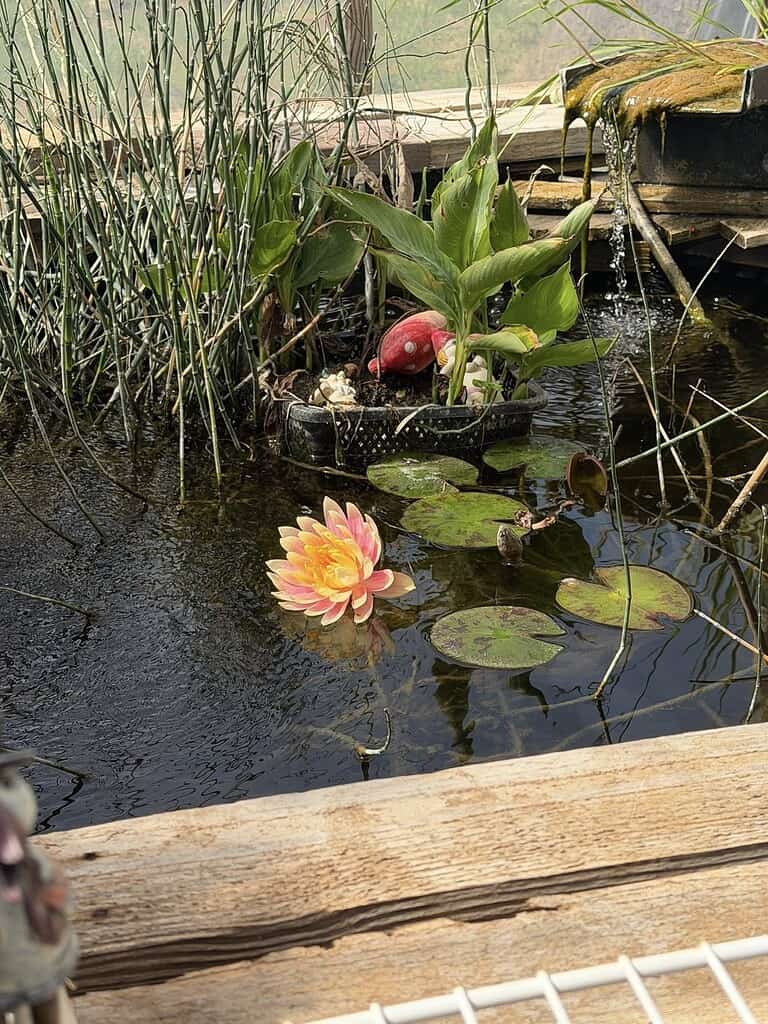 Mini pond with water lilies, aquatic plants, and a small waterfall feature.