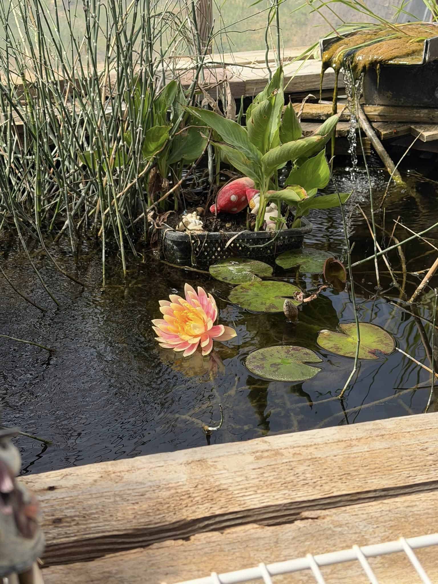 Mini pond with water lilies, aquatic plants, and a small waterfall feature.