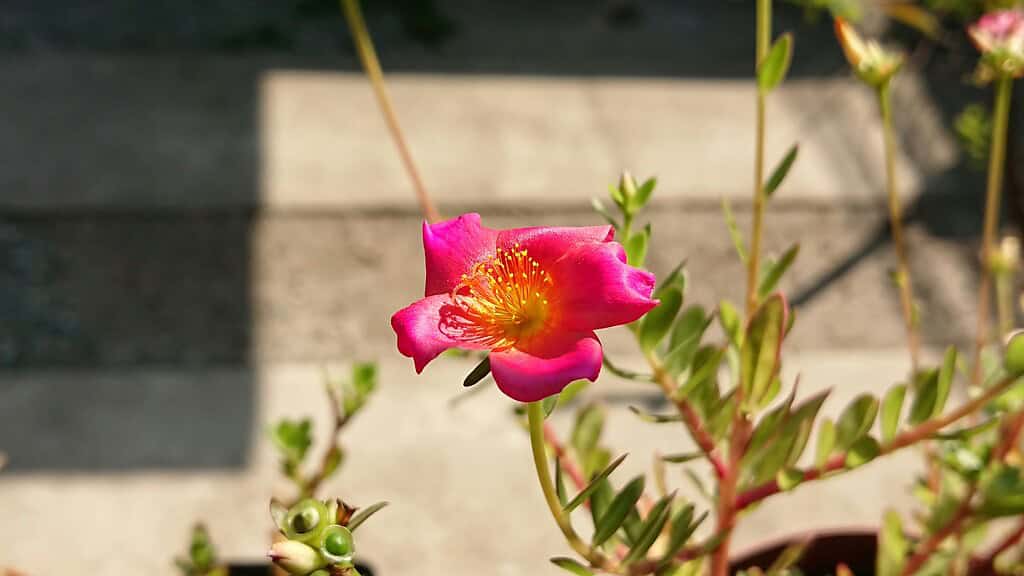 Pink portulaca flower blooming in sunlight.