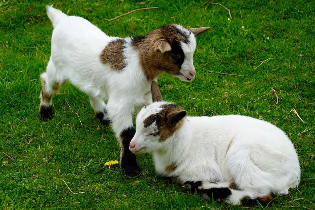 Two Nigerian dwarf goats babies being closely together in a meadow

