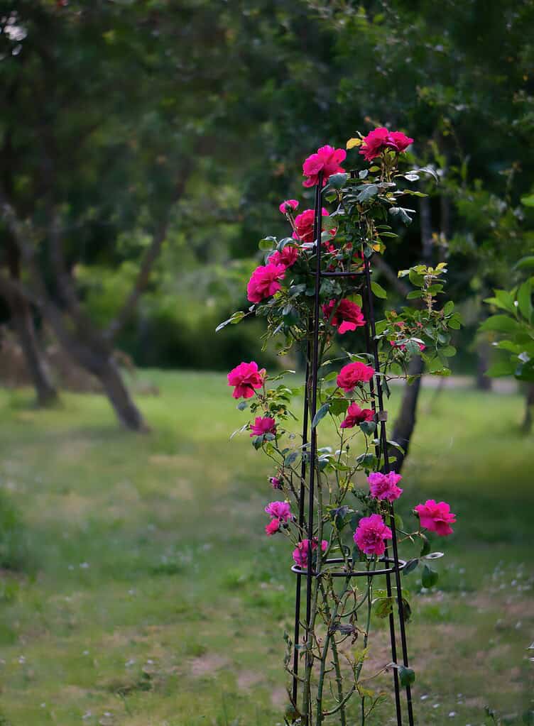 Pink climbing roses growing on a narrow black metal rose trellis in a garden.