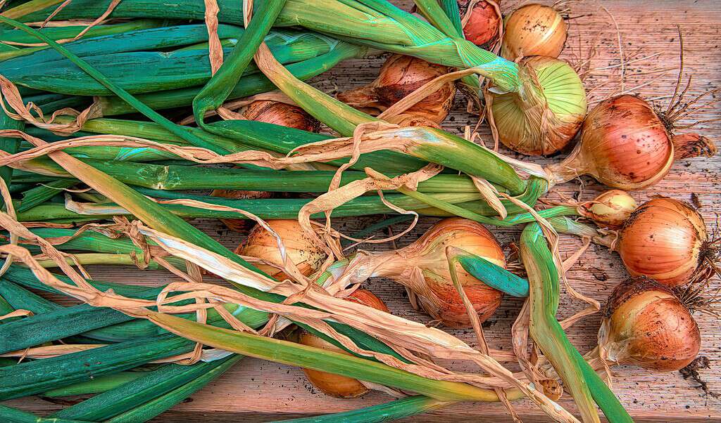 Freshly harvested onions with green stalks on a wooden surface.