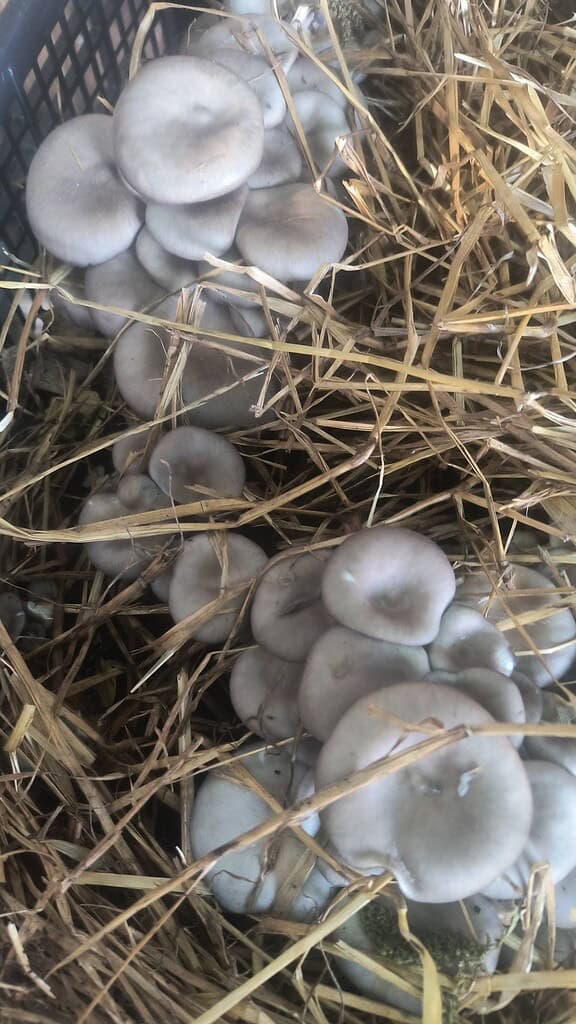 Clusters of oyster mushrooms growing in straw-filled crate.
