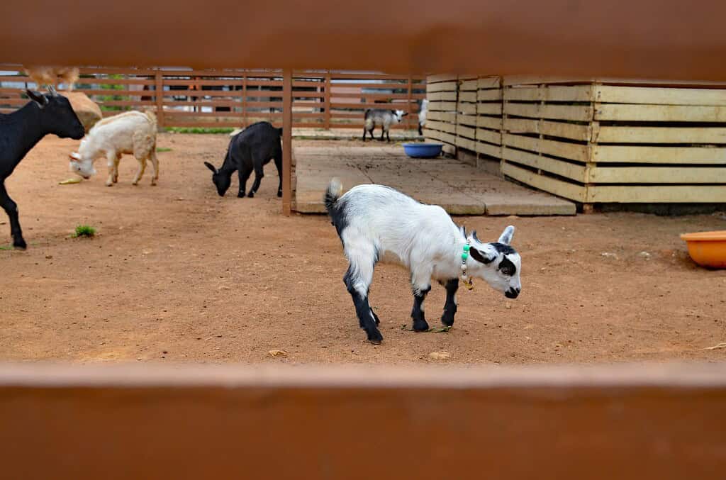Baby goat walking in a fenced pen with other goats in the background.
