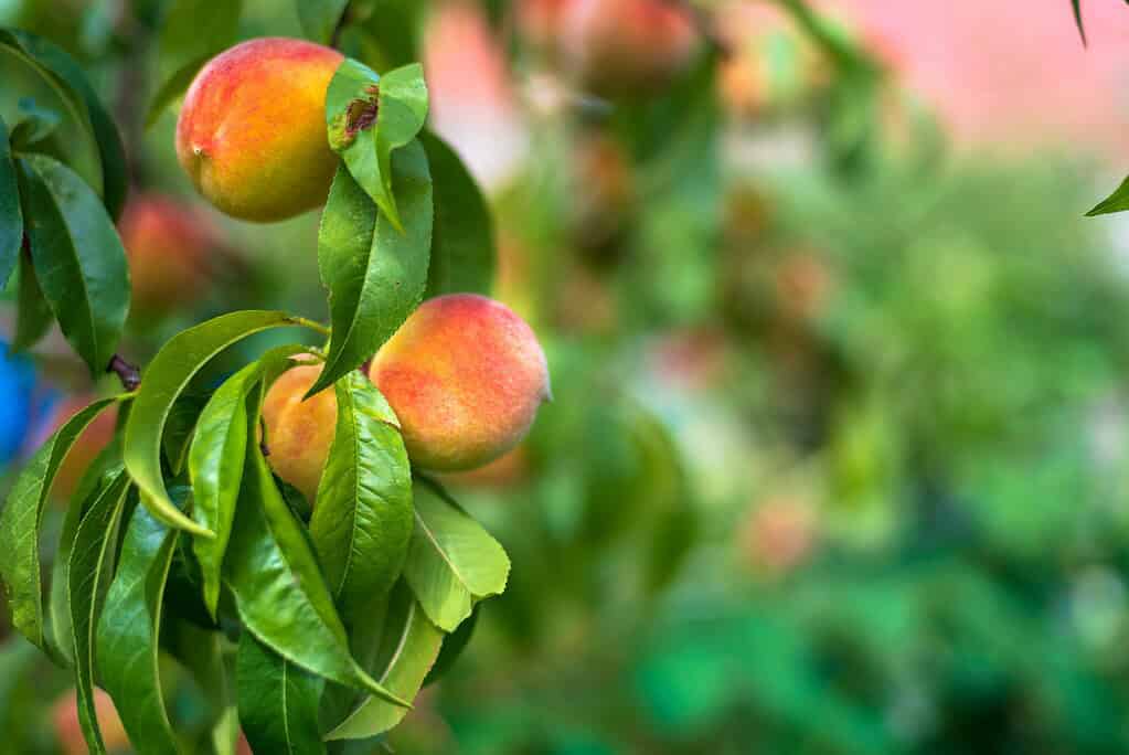 Peaches growing on a tree branch.