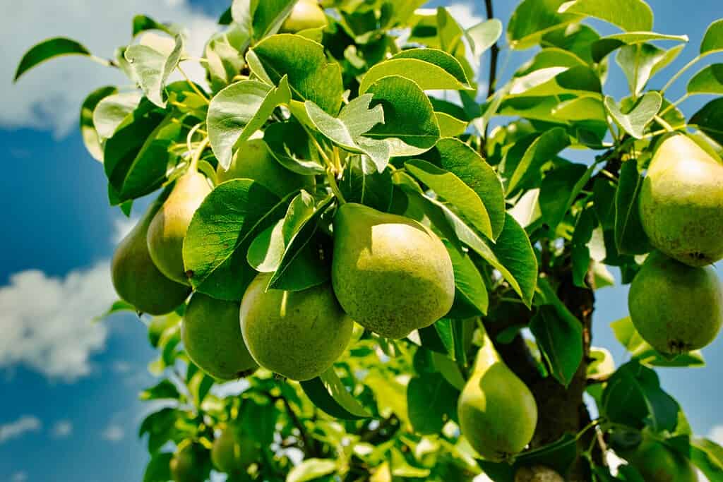 Green pears hanging from a pear tree branch.