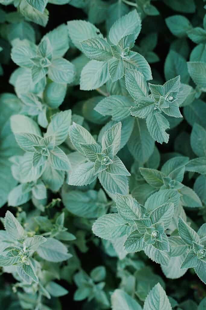 Close-up of fresh green mint leaves growing densely.

