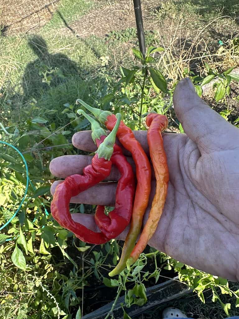 Hand holding freshly picked curly red and orange peppers in a garden.
